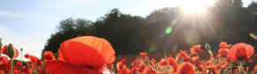 Poppys in the field