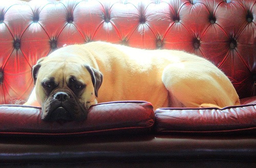 [dog on leather tufted sofa[3].jpg]