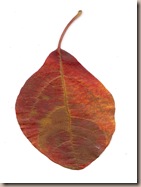 hpqscan0014