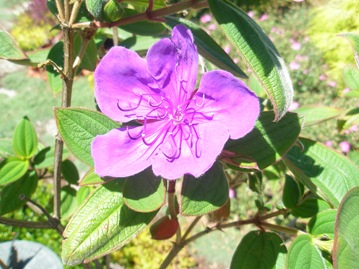 [princessflower0033.jpg]