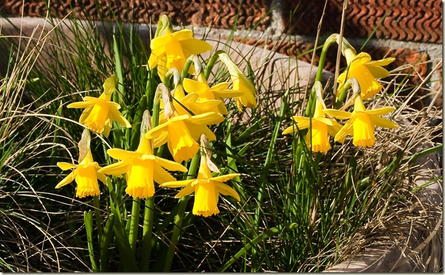 daffodils-1