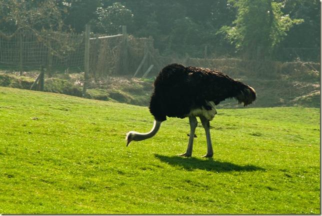 Ostrich-1-2