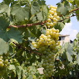 Chardonnay