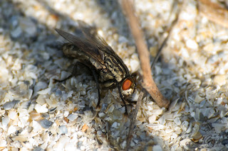 Sarcophaga Fly (Sarcophagidae family)