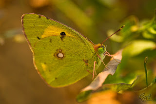 Yellow-White Butterfly (Pieridae family)