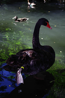 Black Swan Cygnus atratus) on the lake