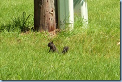 Black Squirrel Park Rapids