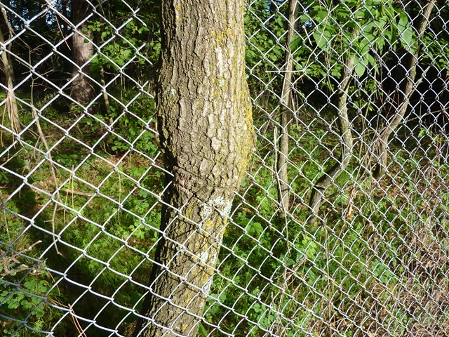 [Tree grown through fence at campground in Park Rapids, MN[7].jpg]