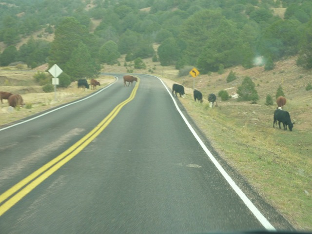 [Colorado Cattle in Road[7].jpg]