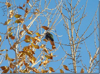 Pahrump Hummingbird