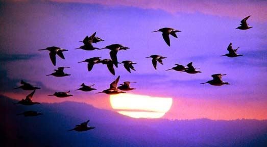 [bird-Migration[4].jpg]