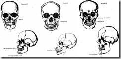 Skull comparisons