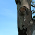 Tree bark