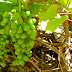 Wild grapes