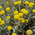 Small, yellow flora