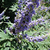 Butterfly plant attacts big bee