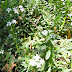 White flowers and bee