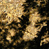 Bark and shadow