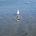 Seagulls tangle over flotsam