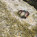 Crab listing