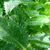 Jagged leaves