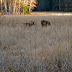 Mule deer doe and fawn