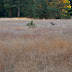 Mule deer stag