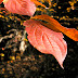 Red leaves