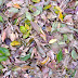 Persimmon leaves