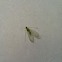 Green Lacewing