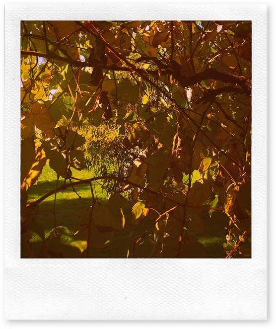 morning sun
