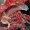 Chelidonura amoena