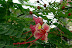 INDE OCTOBRE 2008 872.jpg