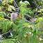 White-headed Capuchin