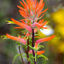 Indian Paintbrush