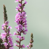 Macro - Fleurs