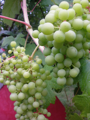 Grapes