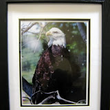 Photograh of an Eagle Taken by Edmund "Boots" Flebotte
