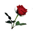 bgsingle_red_rose