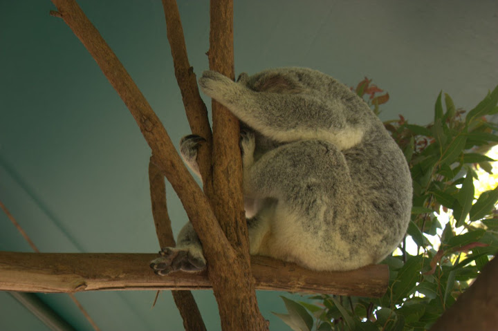 Un Koala-Geuledebois