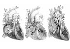 Philip Kilner
Imperial College (Londres)
Esta imagen muestra los cambios de la dirección del flujo sanguíneo a través de las cavidades del corazón, de las aurículas a los ventrículos y de nuevo a las aurículas. "Estamos utilizando el mismo tipo de escáner que empleamos para hacer la fotografía para crear simulaciones mediante ordenador que nos ayuden a entender el baile sincronizado de los latidos", explica su autor. Philip Kilner
Imperial College (Londres)
Esta imagen muestra los cambios de la dirección del flujo sanguíneo a través de las cavidades del corazón, de las aurículas a los ventrículos y de nuevo a las aurículas. "Estamos utilizando el mismo tipo de escáner que empleamos para hacer la fotografía para crear simulaciones mediante ordenador que nos ayuden a entender el baile sincronizado de los latidos", explica su autor.