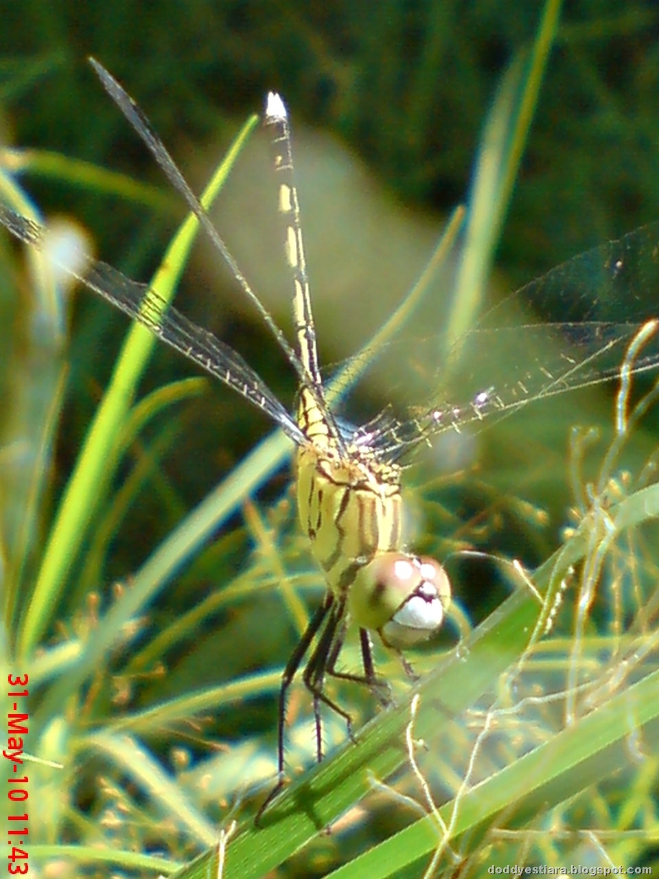 [litle dragonfly 01.jpg]