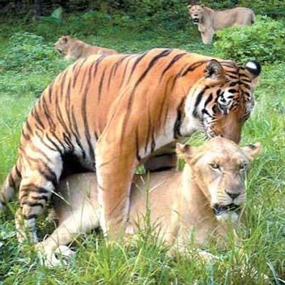 [interspecies tiger-lion sex[5].jpg]