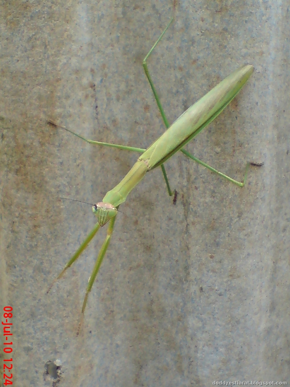 [one eye praying mantis 31[1].jpg]