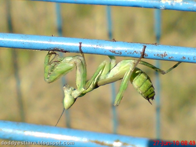[young praying mantis 12[1].jpg]