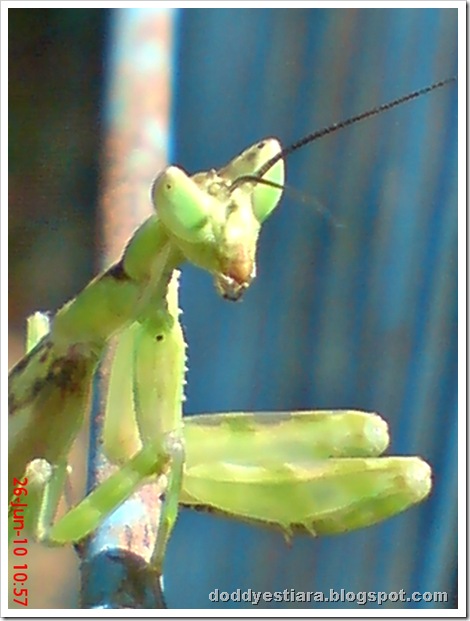 young praying mantis 02