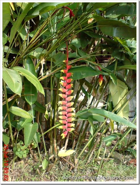 heliconia flower bunga pisang-pisangan 8