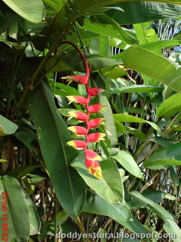 [heliconia flower bunga pisang-pisangan 7[6].jpg]