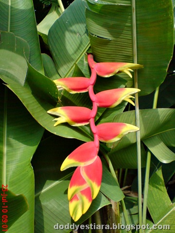 [heliconia flower bunga pisang-pisangan 4[6].jpg]