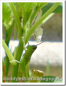 grasshopper molting 9